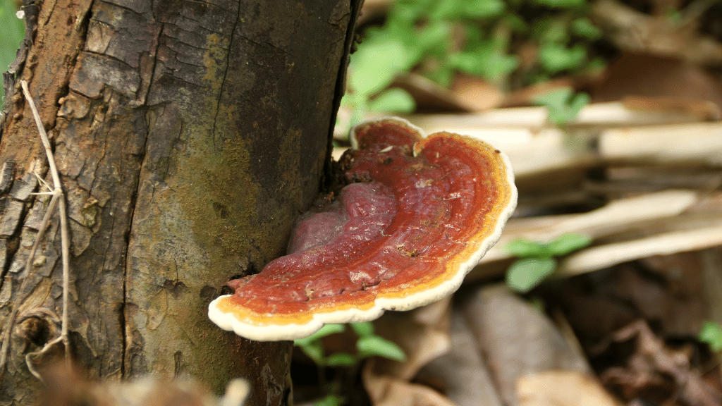 small red resihi on a tree