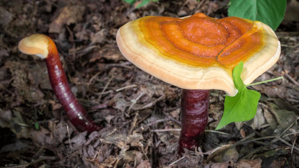 two reishi mushrooms