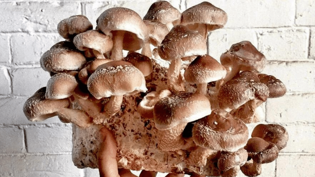 shiitake fruiting block from NorthSpore