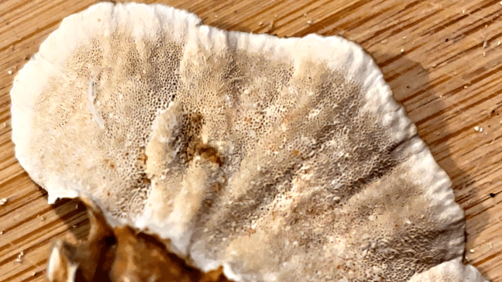 Back of a turkey tail mushroom showing pores