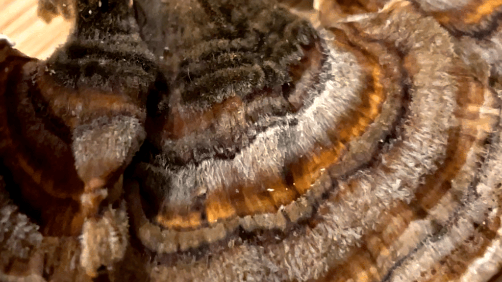 Closeup of the fuzzy texture of turkey tail