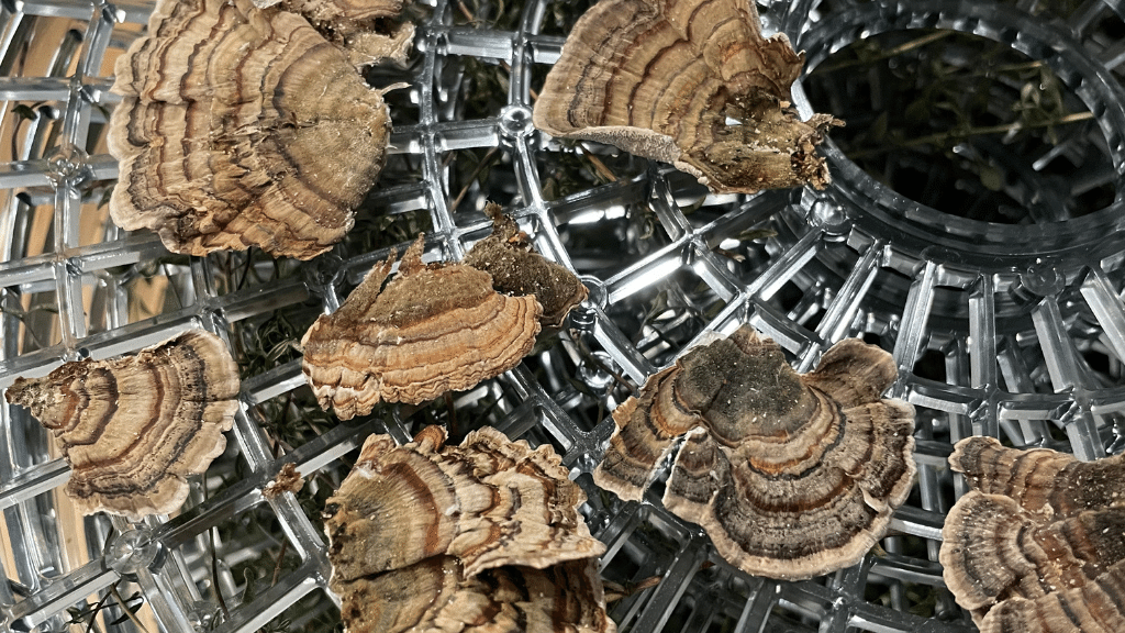 Turkey tail mushrooms in a dehydrator