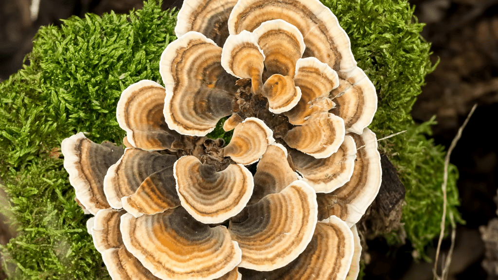 aerial view of turkey tail