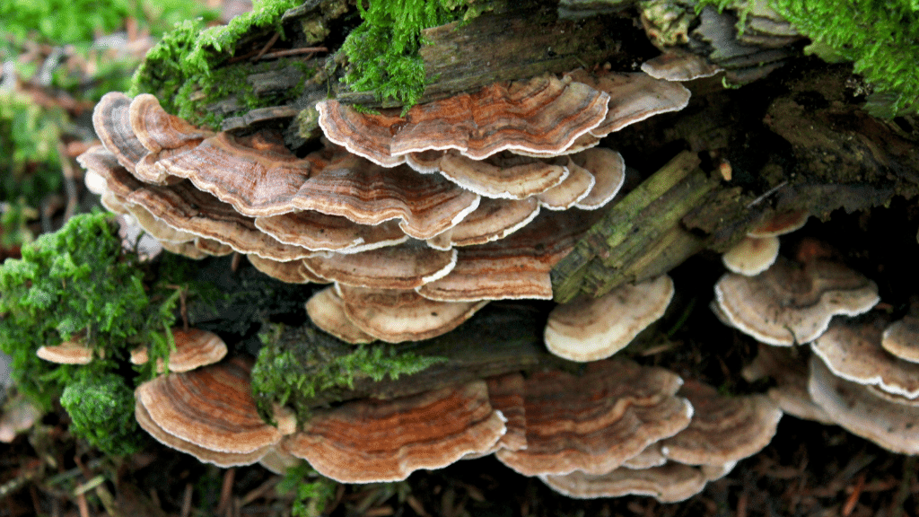 brown and red turkey tail