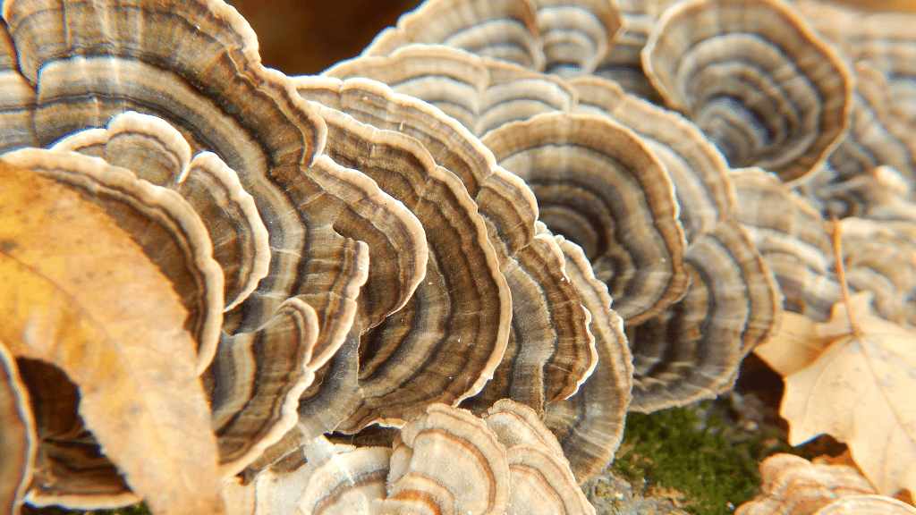 stack of turkey tail