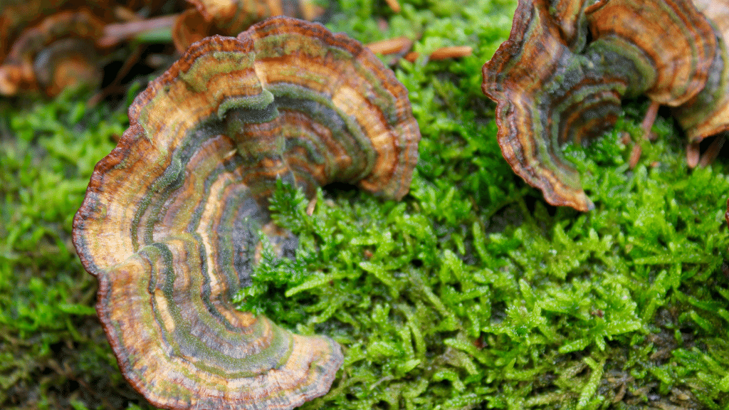 turkey tail and moss