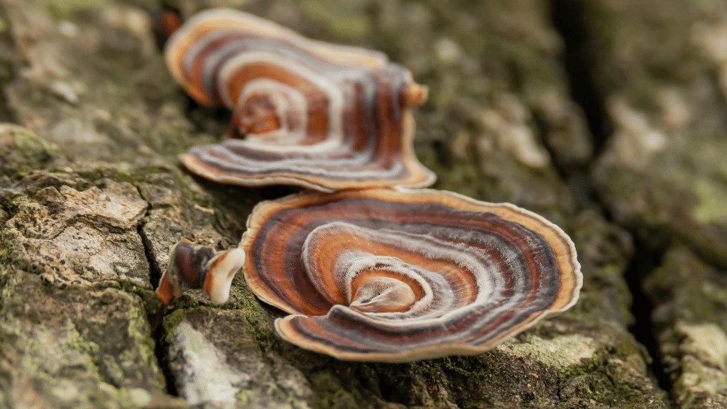 two turkey tail mushrooms