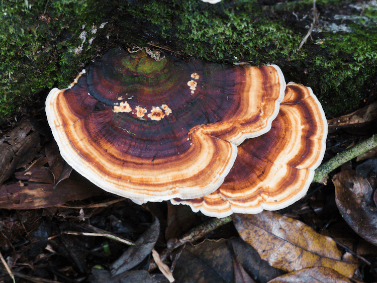 wild turkey tail orange and purple