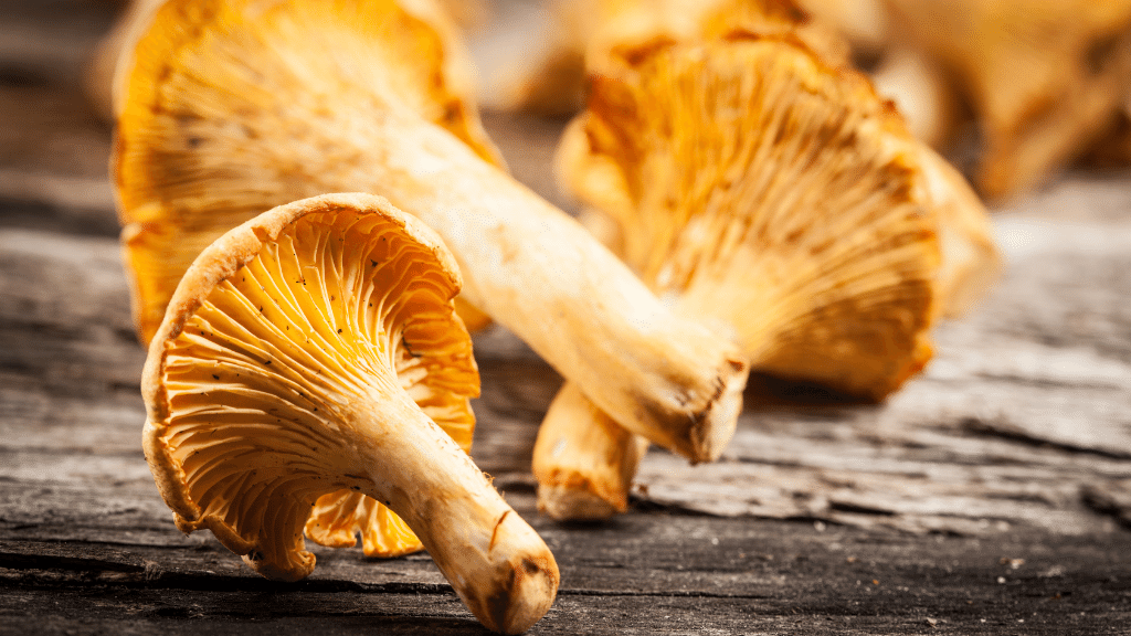 chanterelle gourmet mushrooms