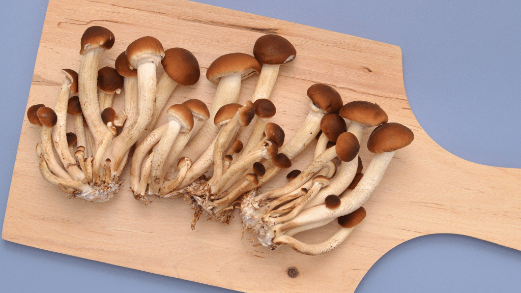 chestnut gourmet mushrooms