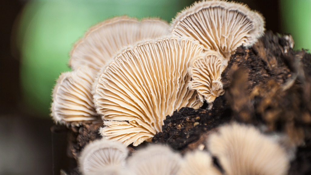 cluster of split gill mushrooms