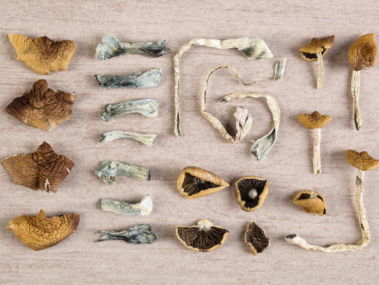 dried magic mushrooms