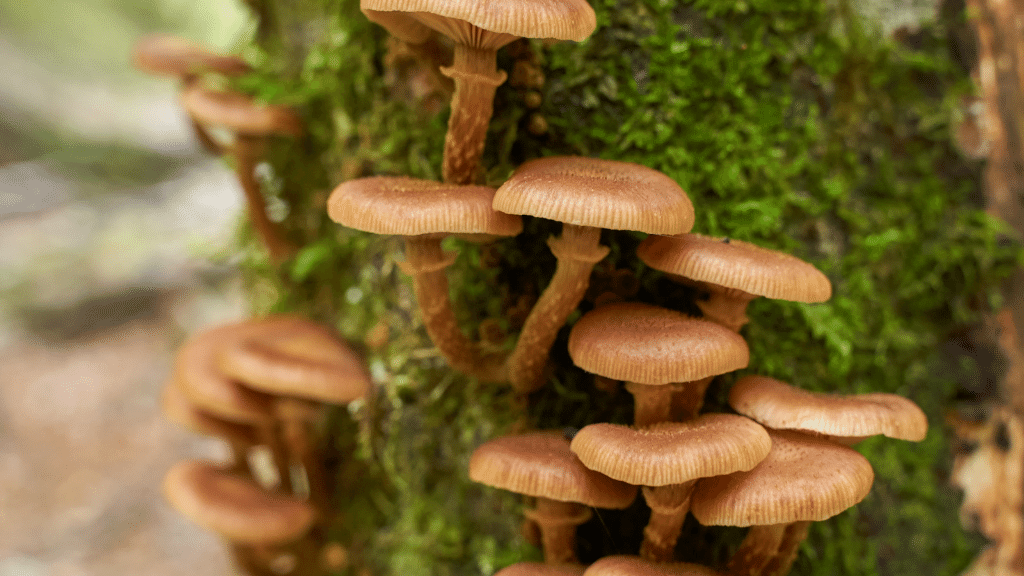honey mushrooms on log