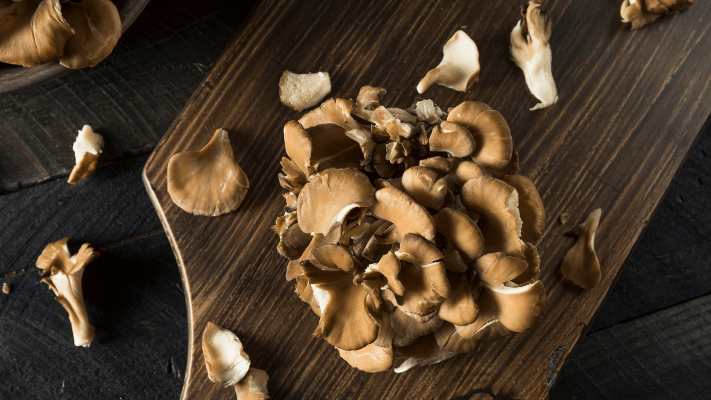 maitake gourmet mushrooms