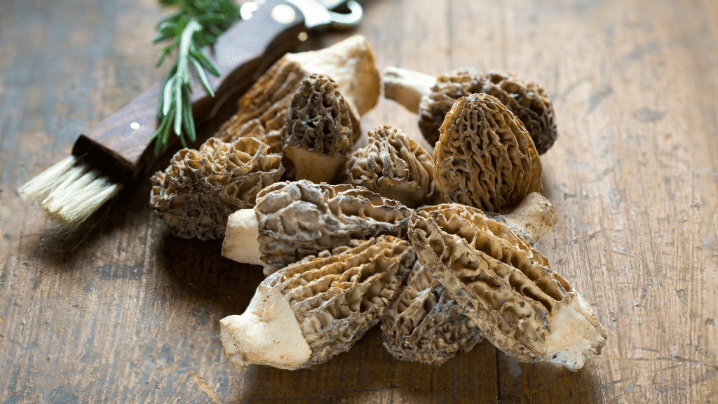 morel gourmet mushrooms