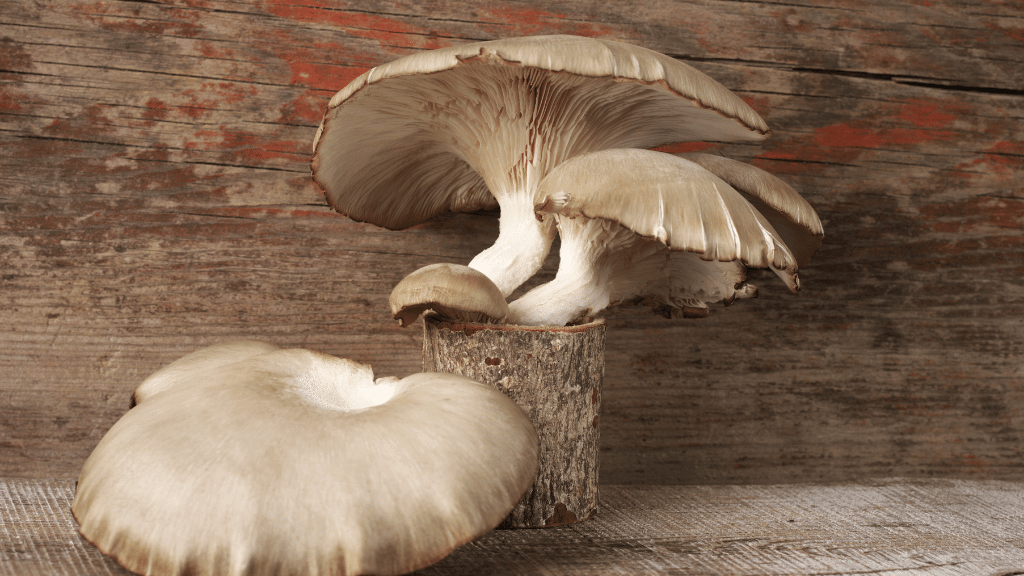 oyster mushroom for diet