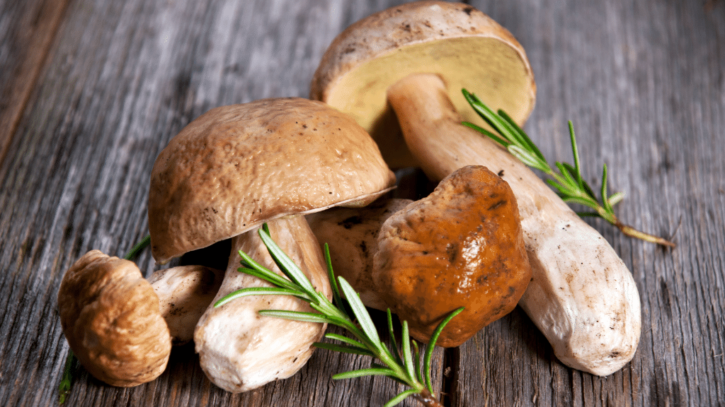 porcini gourmet mushrooms