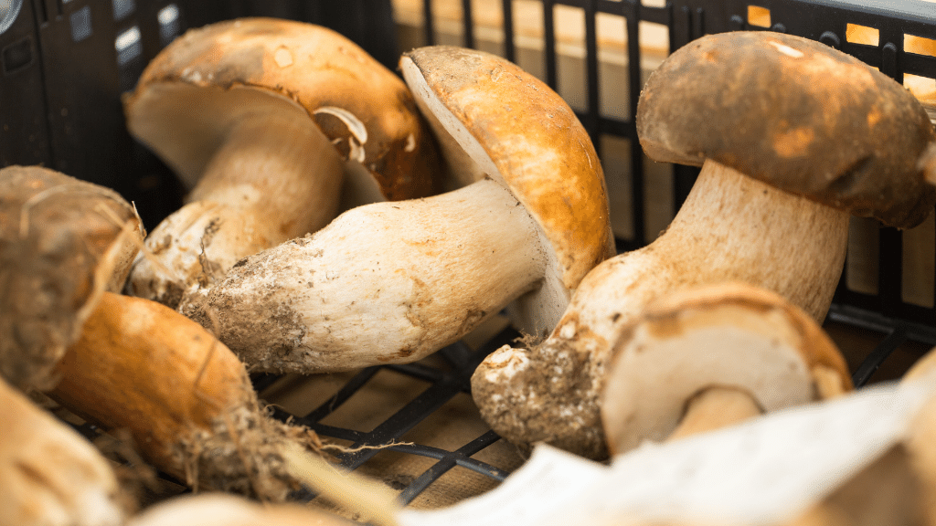 porcini mushrooms