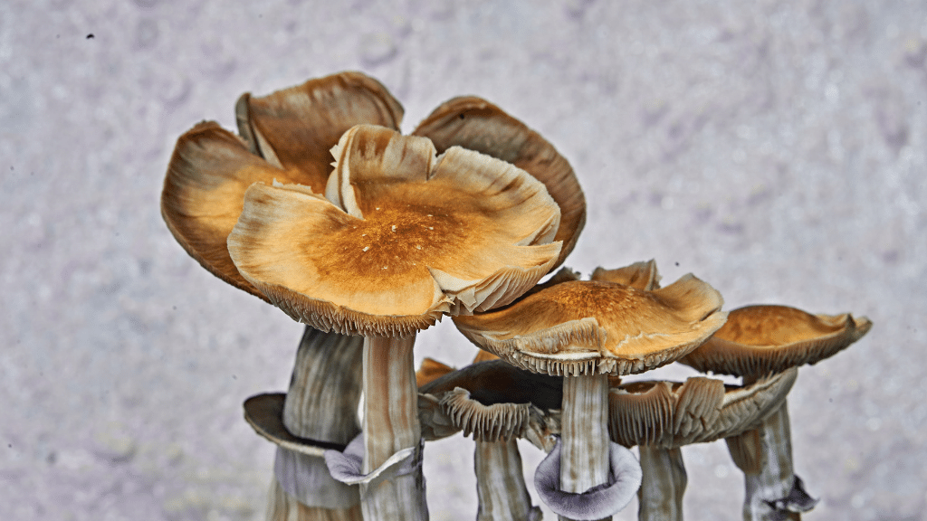 Psilocybin and psilocin mushroom caps