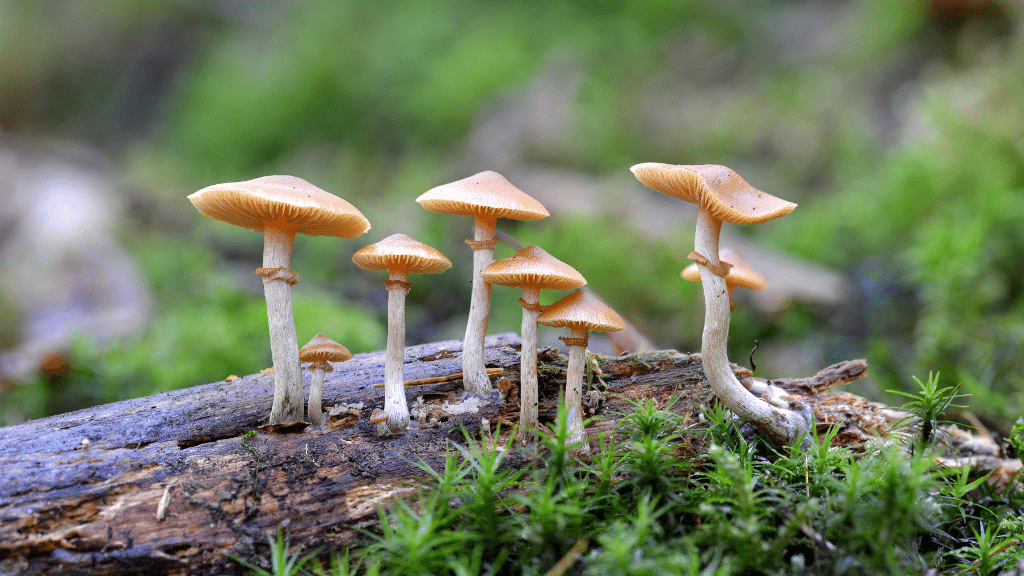 cluster of magic mushrooms