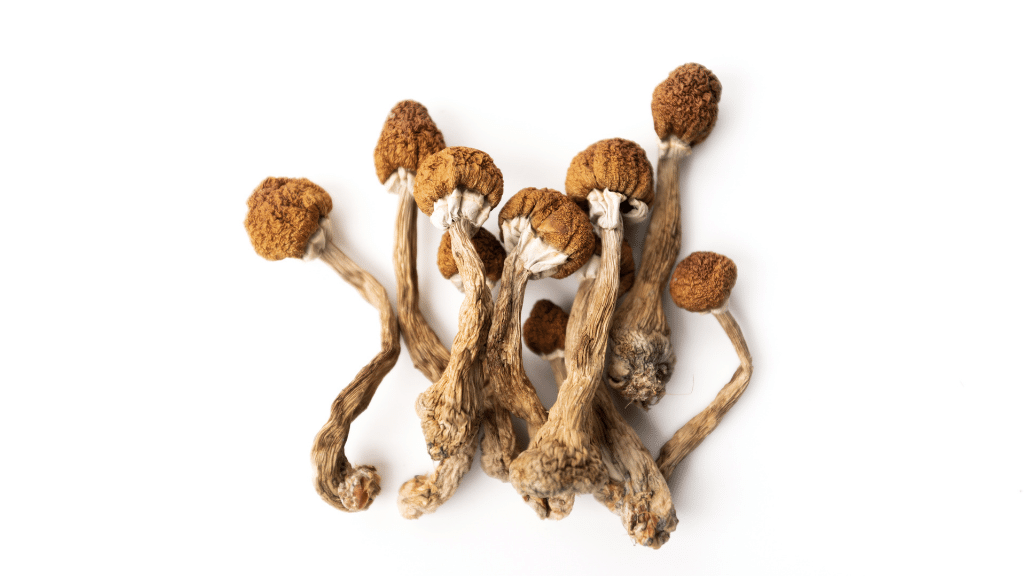 dried mushrooms contianing psilocybin and psilocin