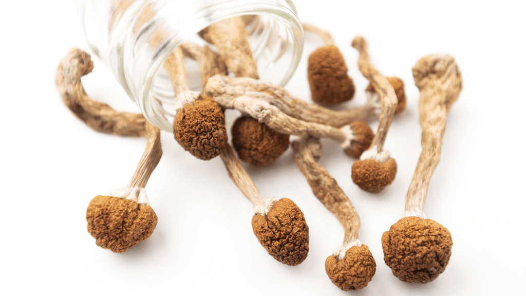 dried psilocybin in a jar