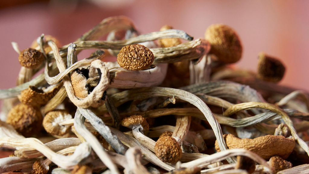 dried psychedelic mushrooms