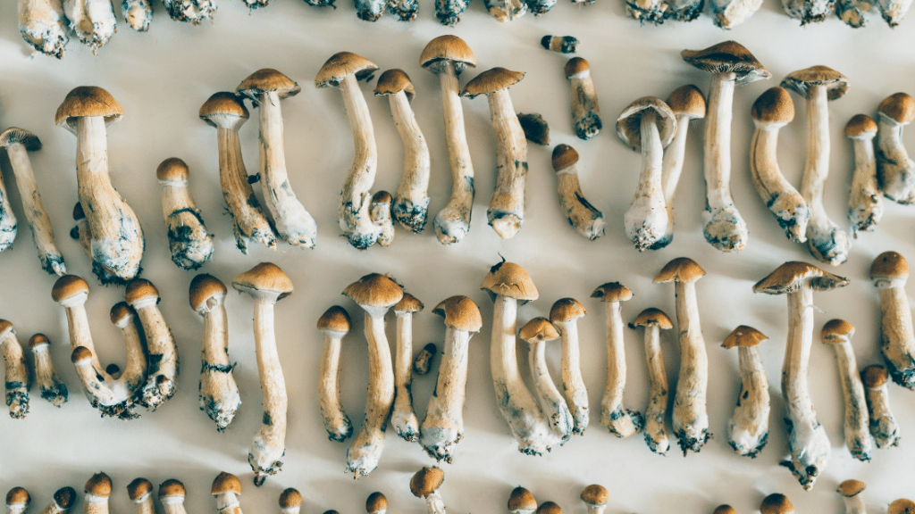 dried shrooms laid out on table