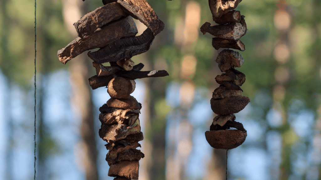 drying shrooms outside in sunlight