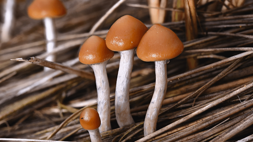 flying saucer mushroom