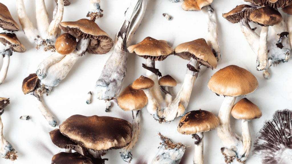 group of psychedelic mushrooms
