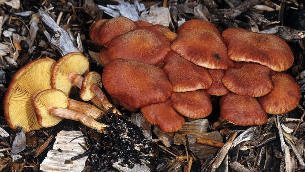 gymnpilius