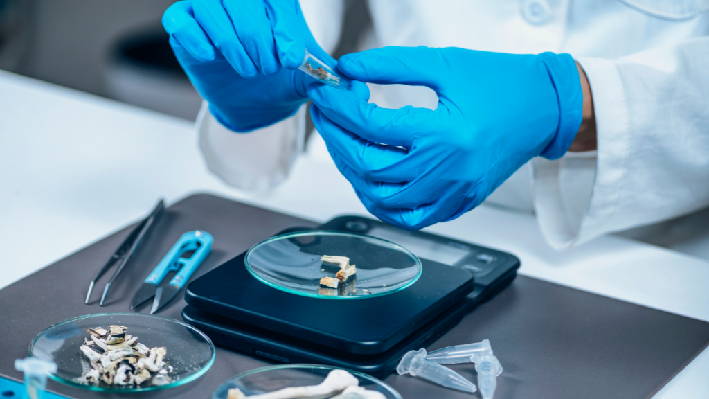 lab worker handling mushrooms