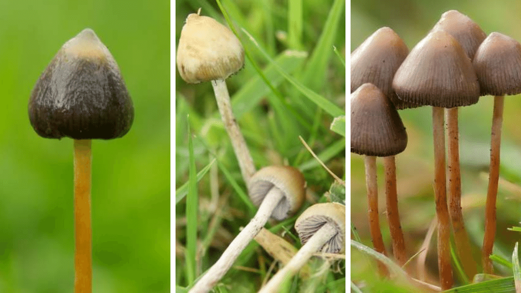 liberty cap collage