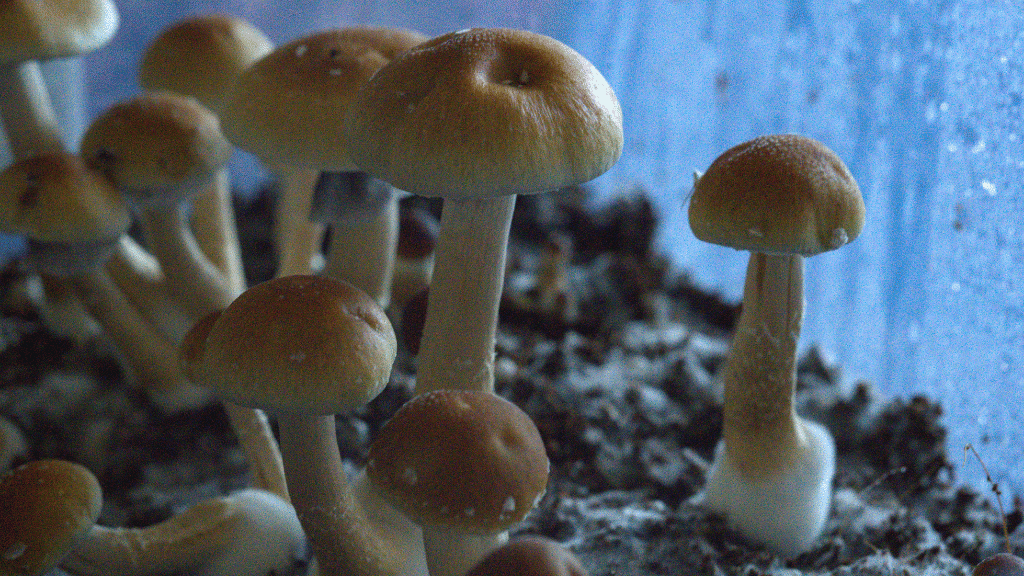 magic mushrooms in monotub