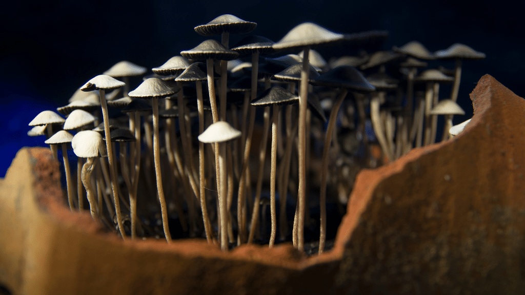 magic mushrooms