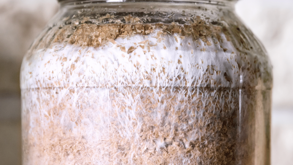 mushroom spawn in a jar