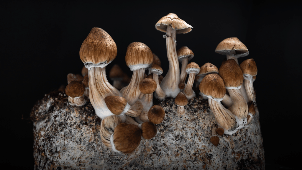 psilocybin mushrooms grow block