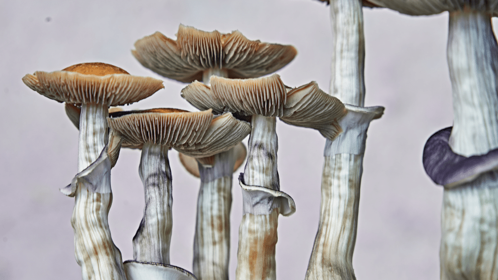 psychedelic mushrooms with psilocybin