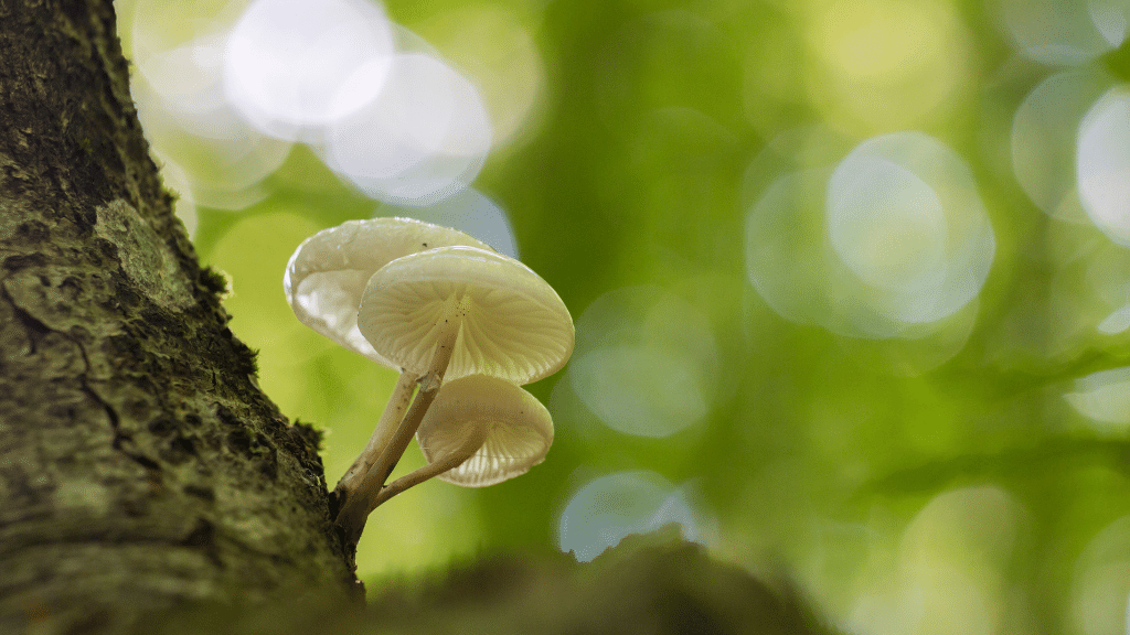 tiny magic mushrooms on a tree