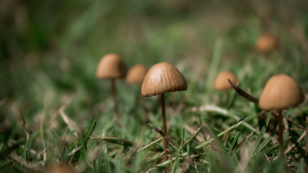 wild liberty cap mushrooms