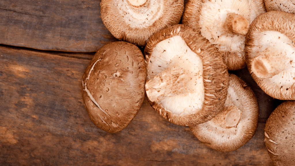 shiitake gourmet mushrooms
