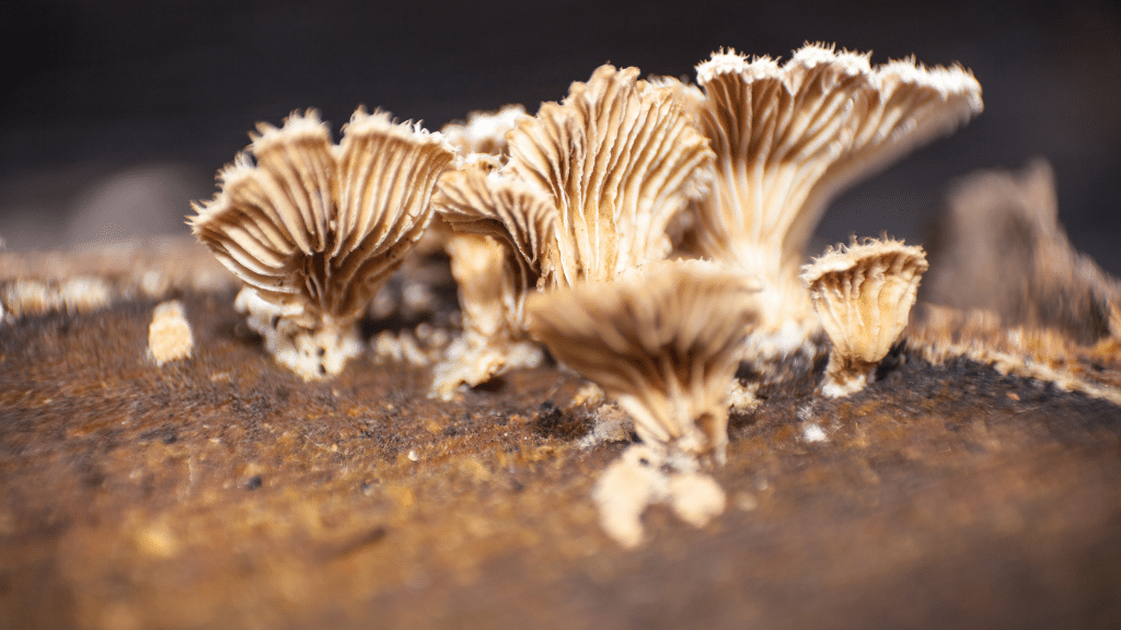 side view of split gill mushrooms