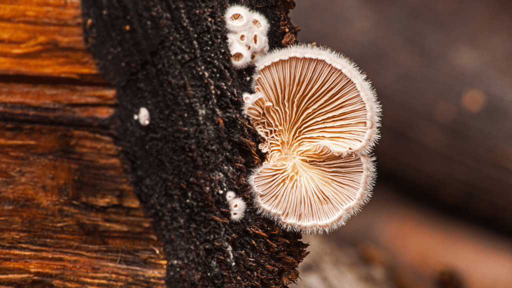 split gill mushrooms on a log