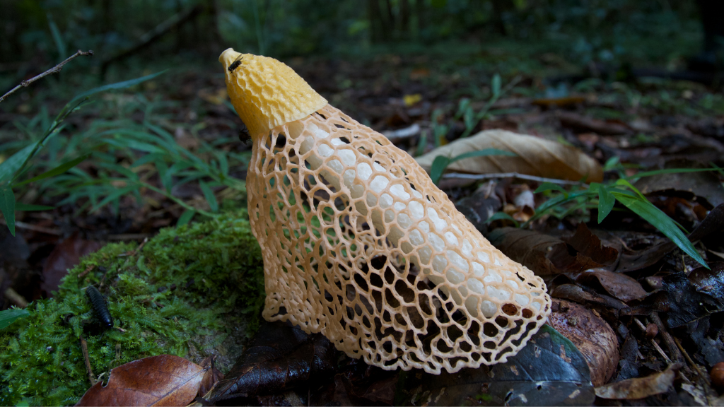stinkhorn mushroom Dictyophora