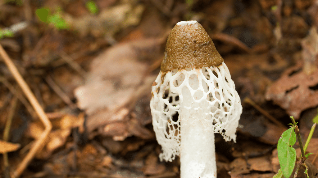 stinkhorn mushroom on the ground