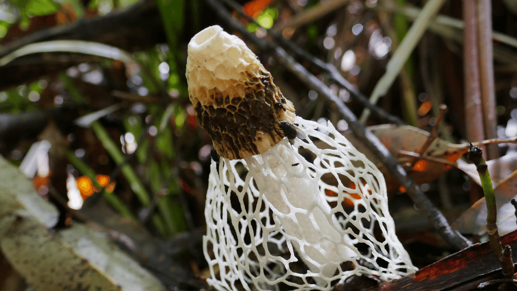 stinkhorn mushroom with veil for sexual health