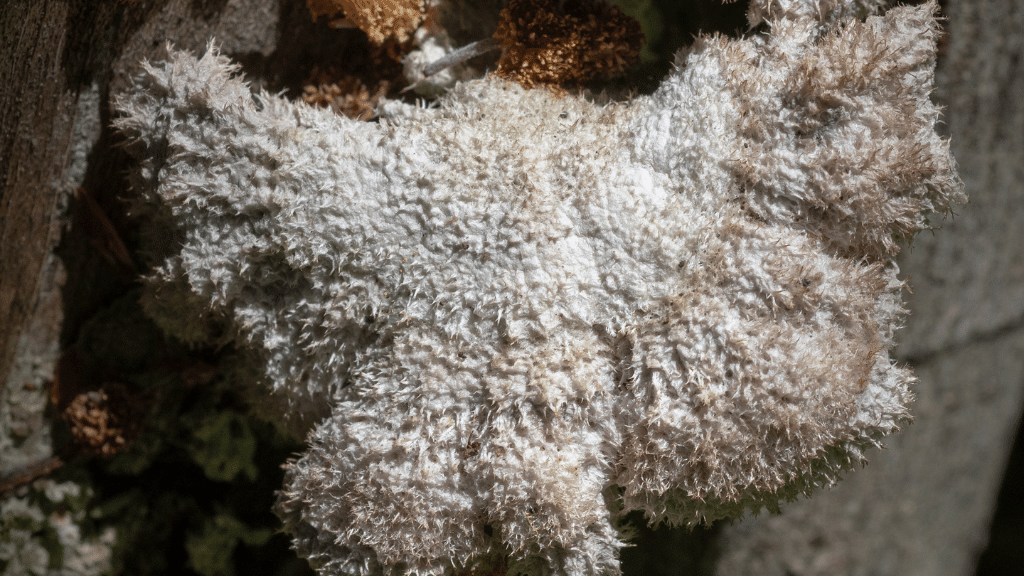 top of split gill fruiting body