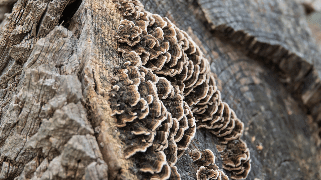 turkey tail cluster