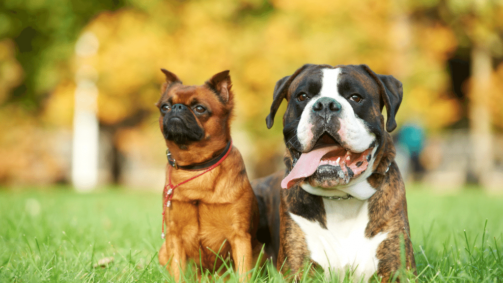 two stout dogs